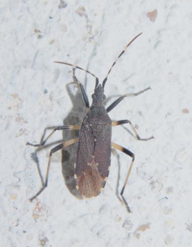 Réf. 284 771 : Dicranocephalus agilis